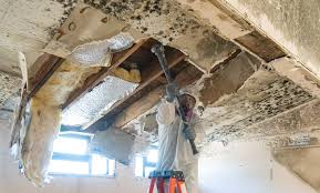 Why You Should Choose Our Mold Remediation Services in Lynden, WA